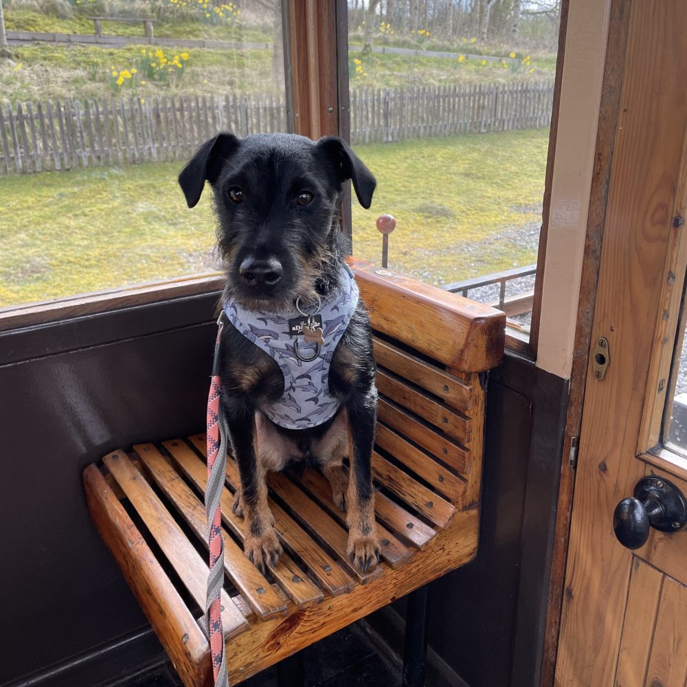 a dog sitting on top of a wooden chair