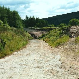 a path with trees on the side of a dirt field